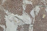 Ordovician Graptolite (Araneograptus) Plate - Morocco #174310-1